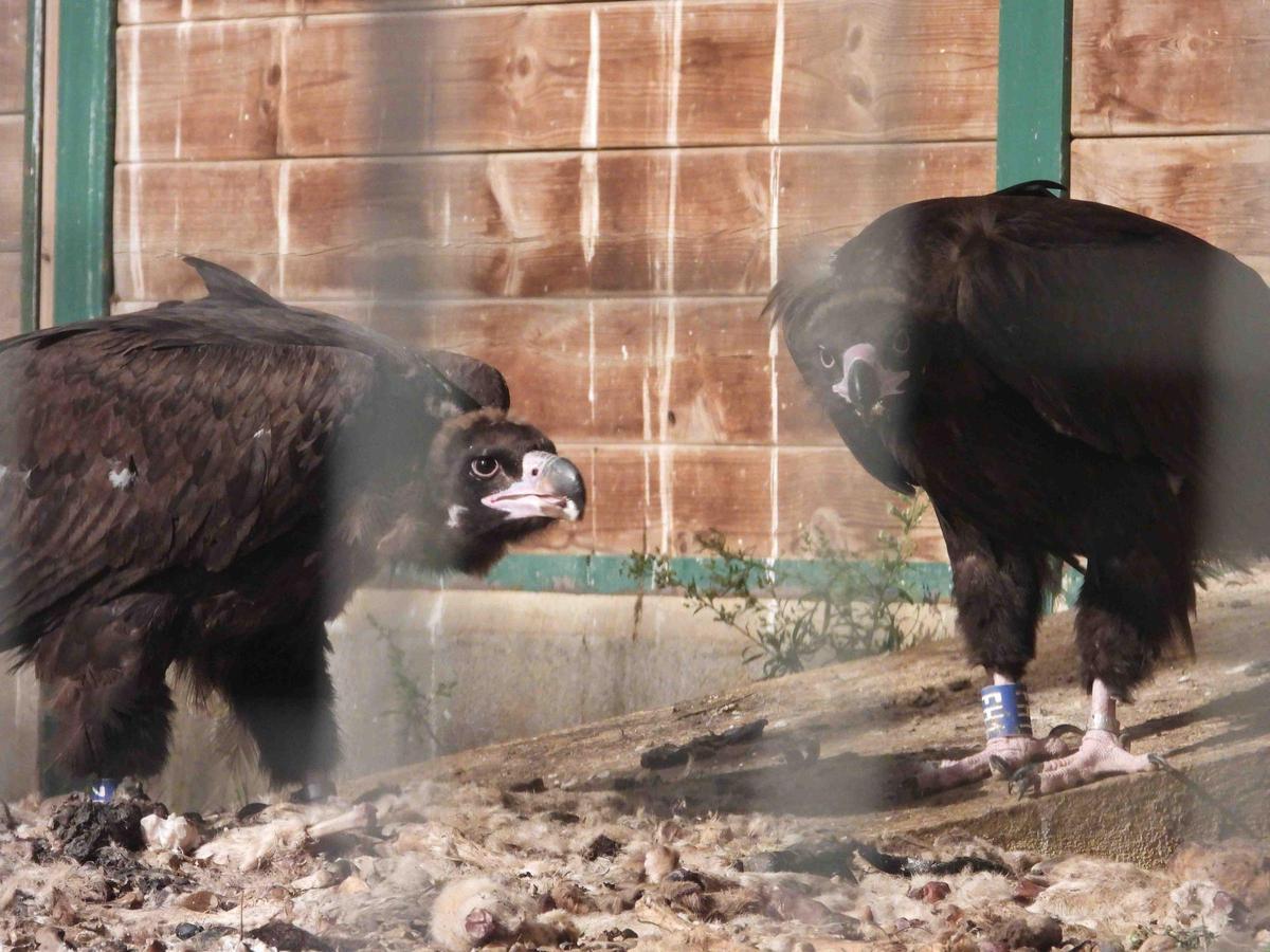 Dos buitres negros en el jaulón de aclimatación construido en Els Ports.