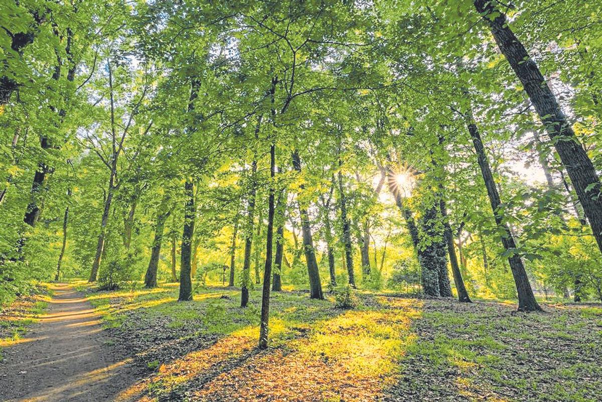 Bosc de fulla caduca, a la primavera