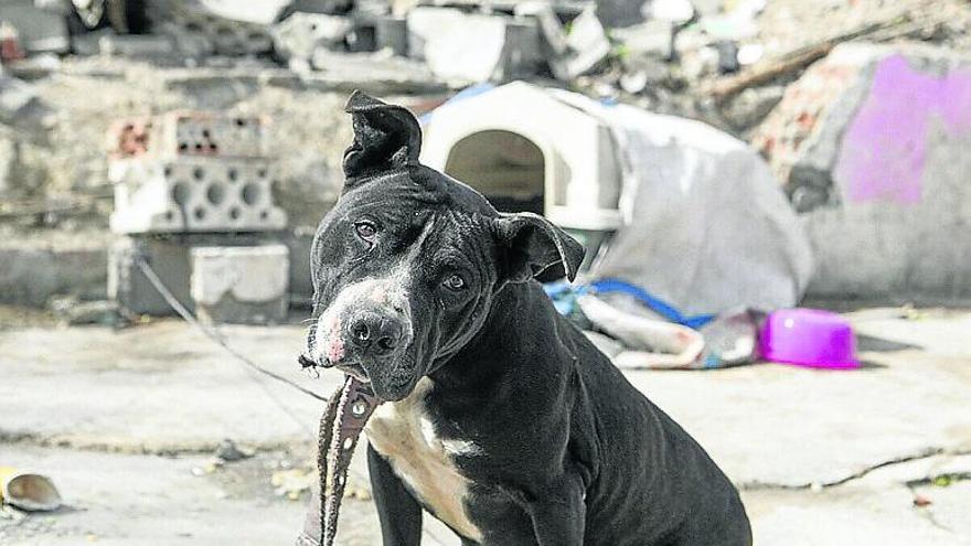 El perro de esta imagen murió el miércoles, por lo que la autora de este texto le dedica las siguientes líneas.