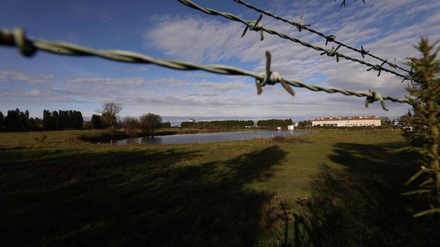 Parte de los terrenos que se incluirían en el futuro parque logístico del aeropuerto de Asturias, cuya torre de control asoma al fondo por encima de la línea de árboles. | LUISMA MURIAS
