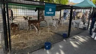 Montuïri celebra la Fira de sa Perdiu sin su principal protagonista