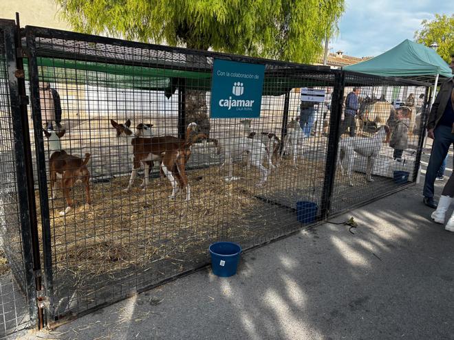 Las imágenes de la Fira de sa Perdiu de Montuïri
