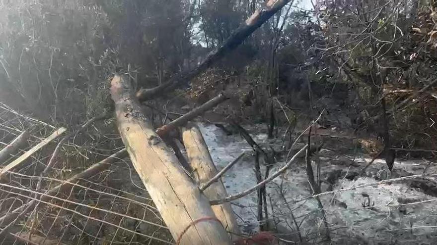Vuelve a su finca tras el incendio: el monte, arrasado; sus animales, a salvo