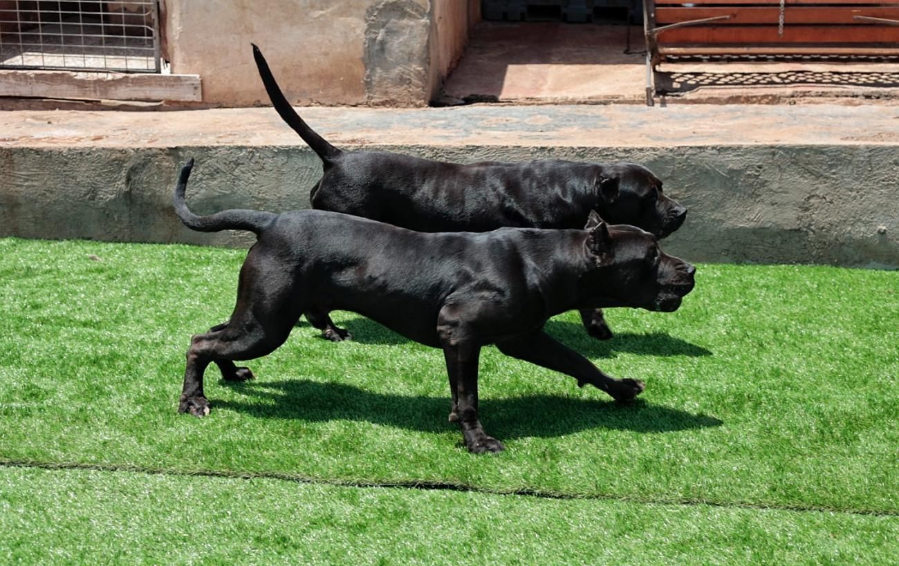 Criadero de Perros Presa Canario en Tegueste - El Día