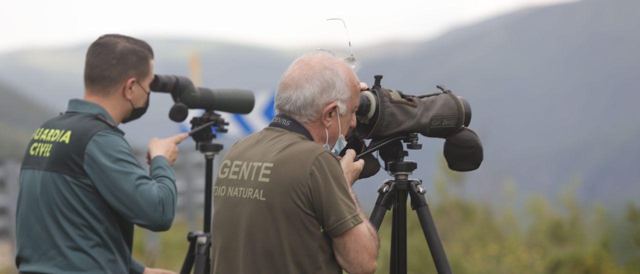 Los osos le han perdido el miedo a los vecinos en Asturias