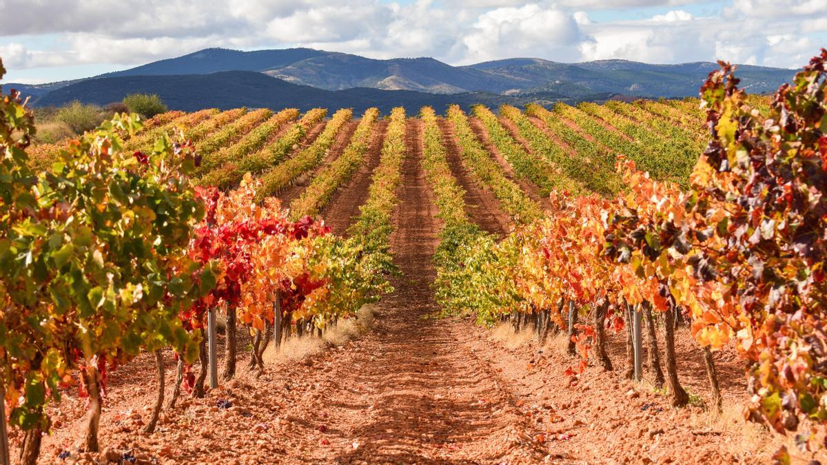 La bodega la conforman 360 socios viticultores entre los que suman un total de 2.800 hectáreas de viñedos de diferentes variedades