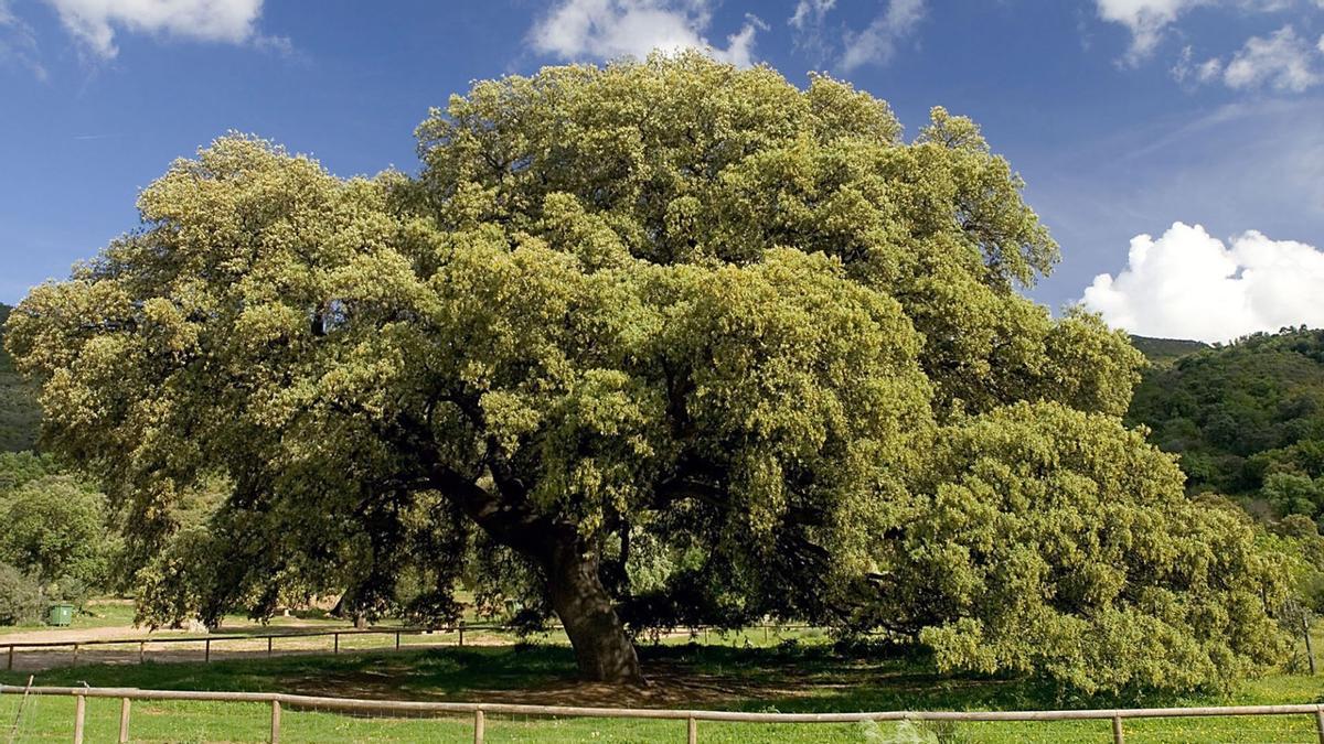 Imagen del Chaparro de la Vega, que compite en The Tree of The Year