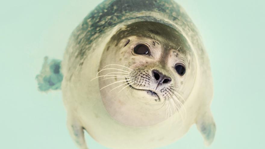 Una foca bebé se une a coger olas con los surfistas de San Diego