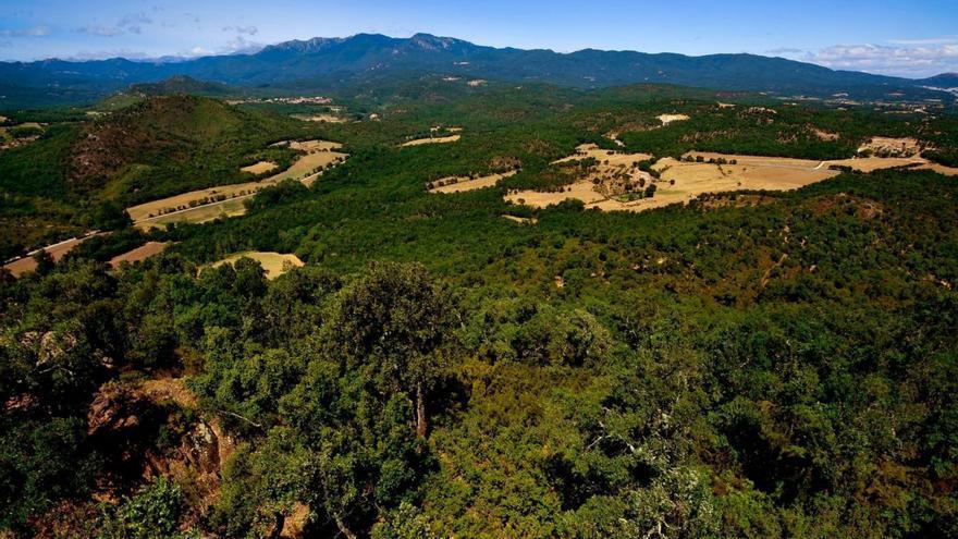 Salines Bassegoda impulsa la custòdia de la biodiversitat en boscos i espais fluvials