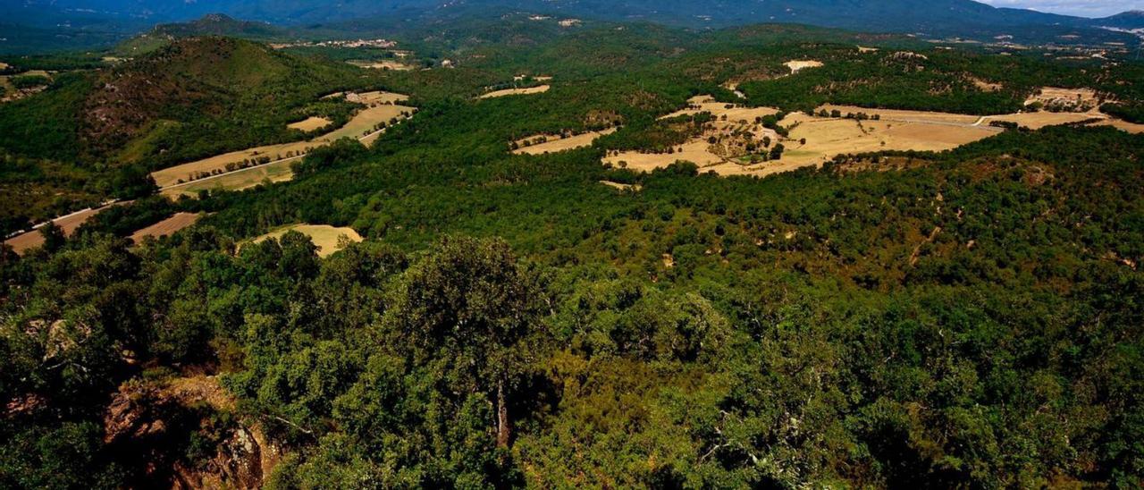 Salines Bassegoda impulsa la custòdia de la biodiversitat en boscos i espais fluvials