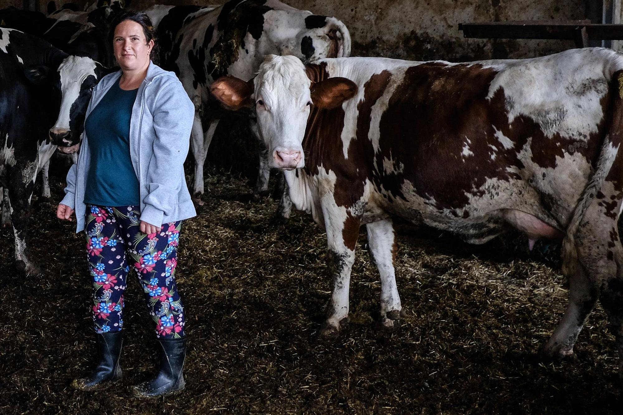 Judith González, ganadera de Valsequillo con casi un centenar de vacas