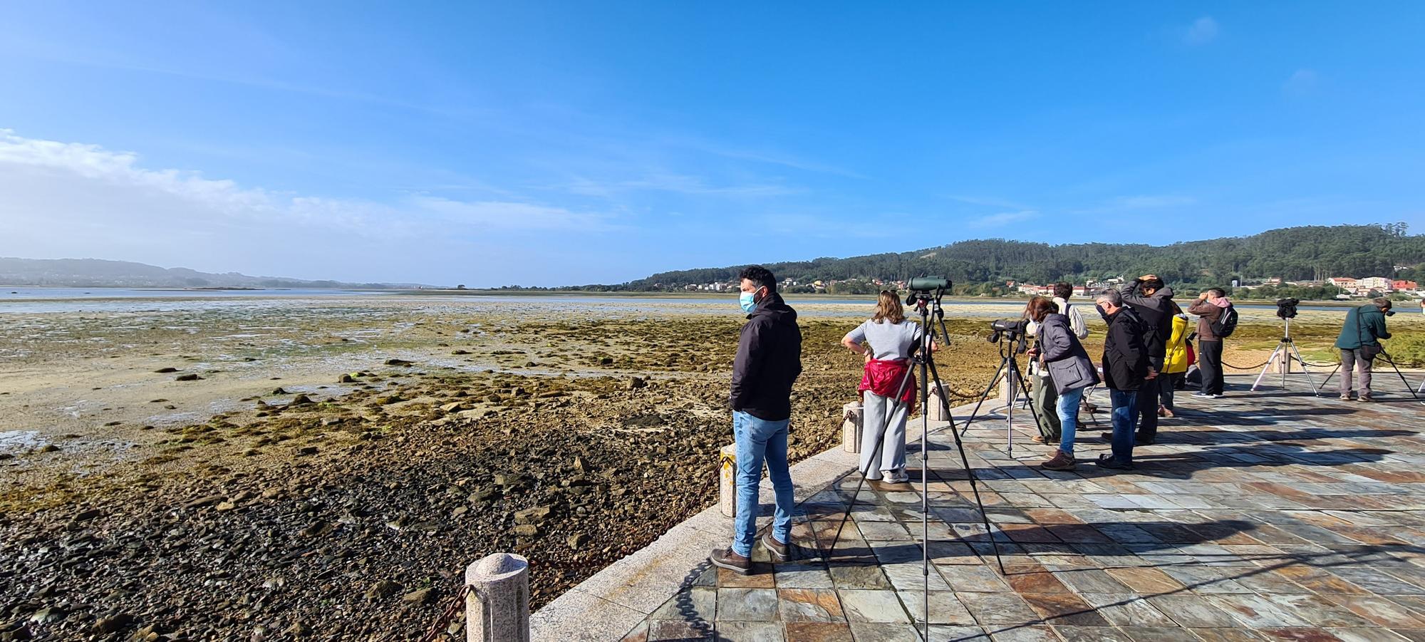 Observación de aves en la ensenada de O Grove; elemento esencial del Complejo Intermareal.