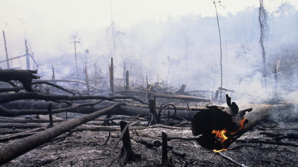 La madera muerta, foco de vida que hay que preservar