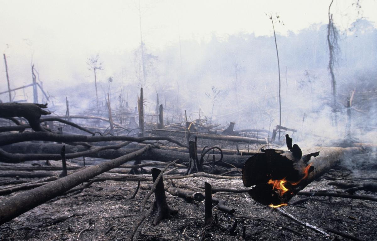 La fusta morta del bosc, focus de vida que s’ha de deixar on és