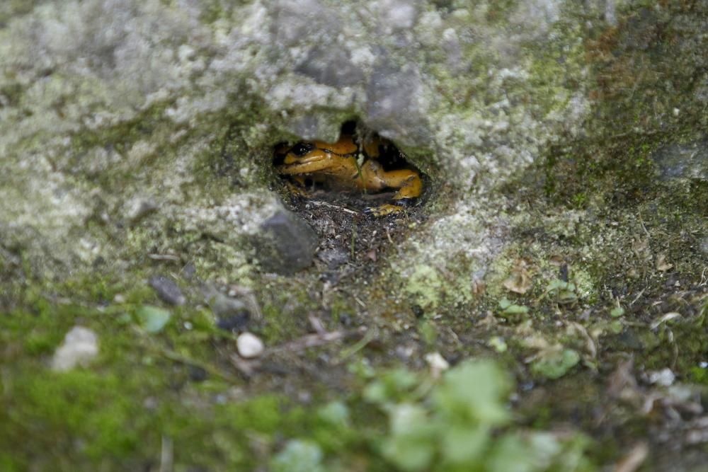 Salamandras en el colegio Baudilio Arce de Oviedo