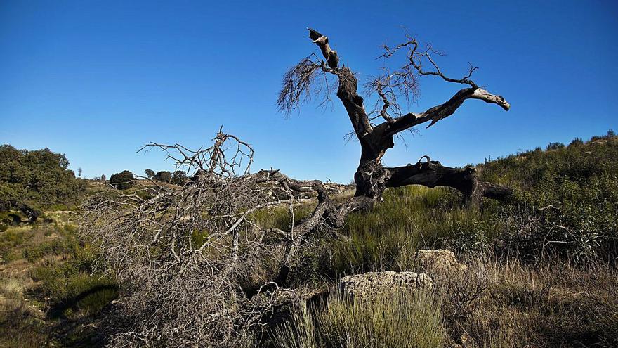 Encinas muertas, pero seguras en Arribes