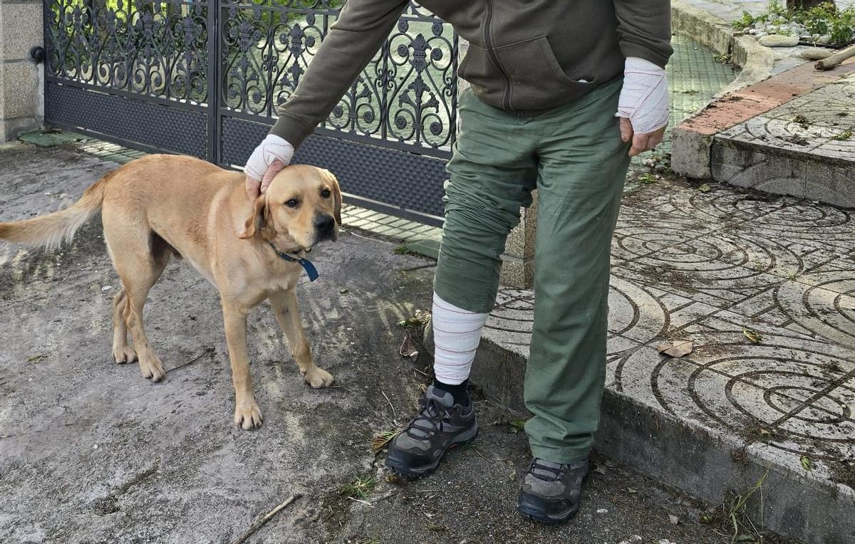 El vecino que sufrió el ataque de los perros peligrosos en Cunchido con los brazos y la pierna vendadas, junto a su labrador «Greco».