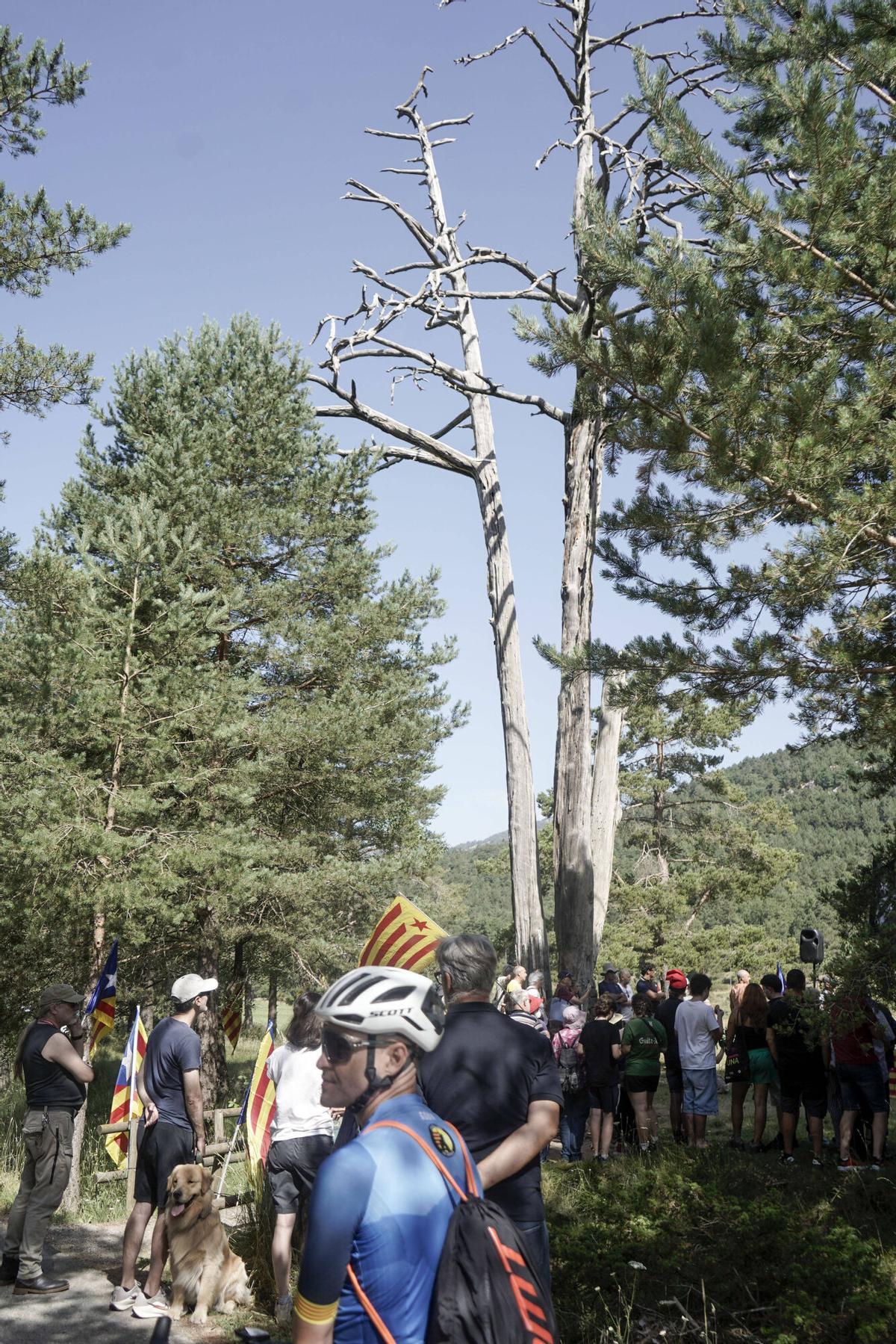 Imatges de l'Aplec del Pi de les Tres Branques Imatges de l'Aplec del Pi de les Tres Branques