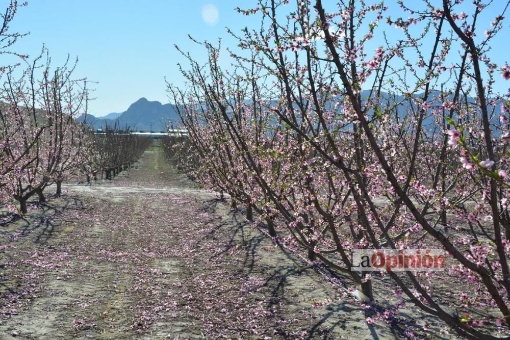 Comienza la Floración de Cieza