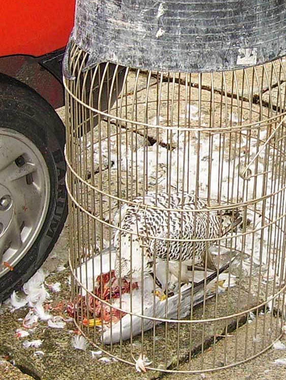 Un halcón de Alvedro, de caza en la Ciudad Vieja