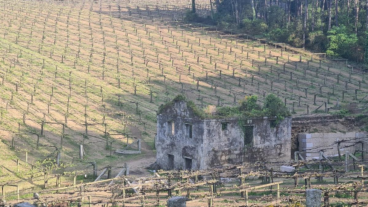 Una de las nuevas plantaciones de Vilagarcía. | // M. MÉNDEZ