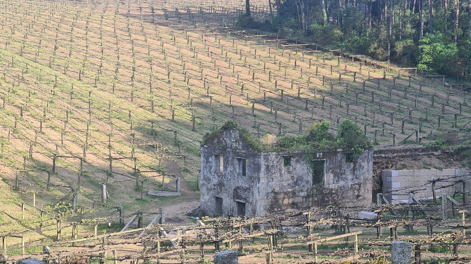 Una de las nuevas plantaciones de Vilagarcía.   | //  M. MÉNDEZ