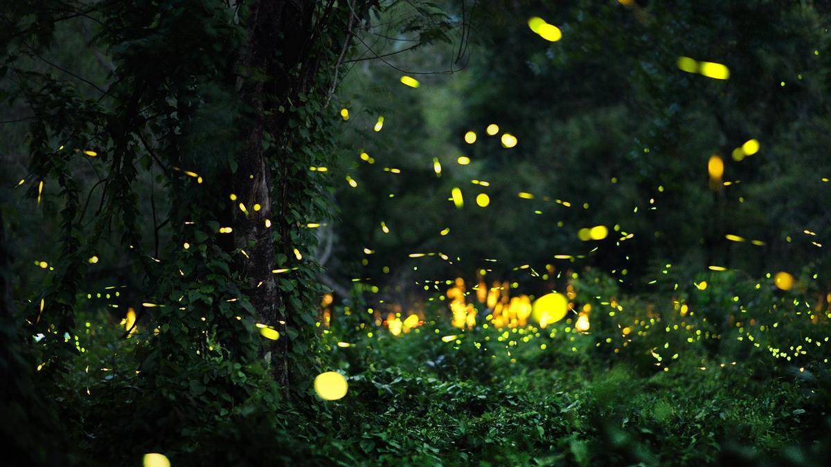 Un enjambre de luciérnagas revoloteando en un bosque