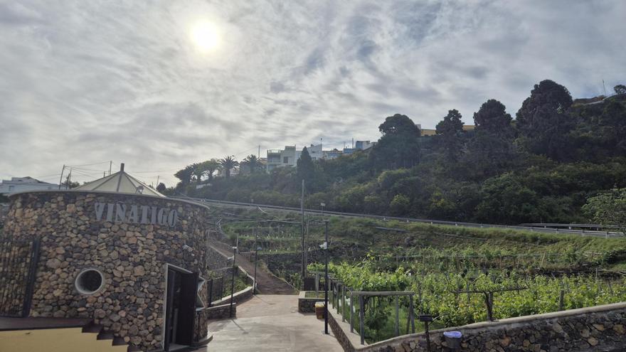 Viñátigo: la bodega que revolucionó el vino canario
