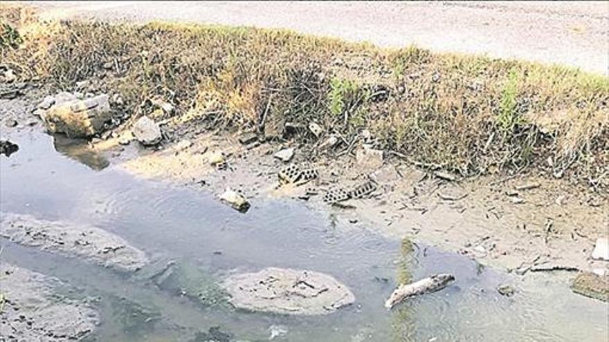 Vecinos del Camí Bomboi alertan de la muerte de peces por secar la Marjal