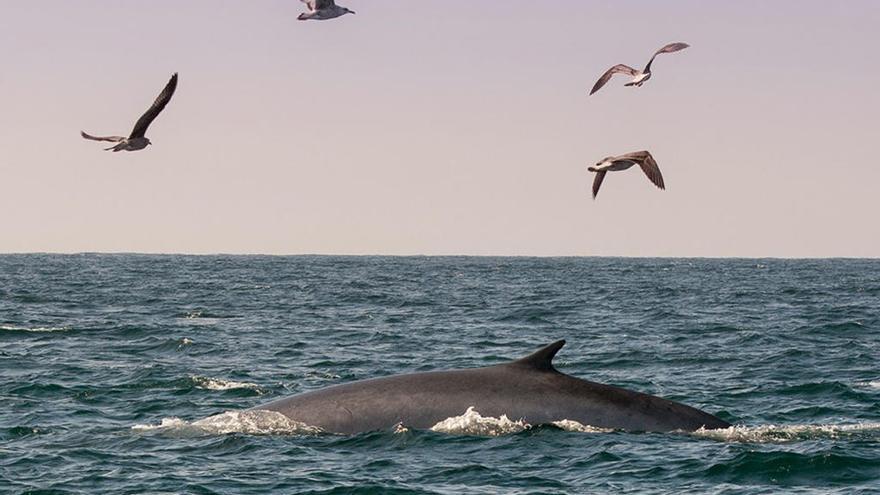 Ballena aliblanca cerca de las Cíes.