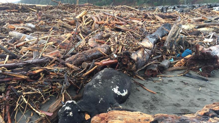 El cadáver dela vaca, en la playa de Los Quebrantos, junto a otros restos arrastrados por la riada del Nalón.