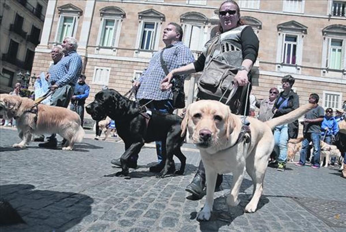 Acompañantes 8 Perros guía en la plaza de Sant Jaume de Barcelona.