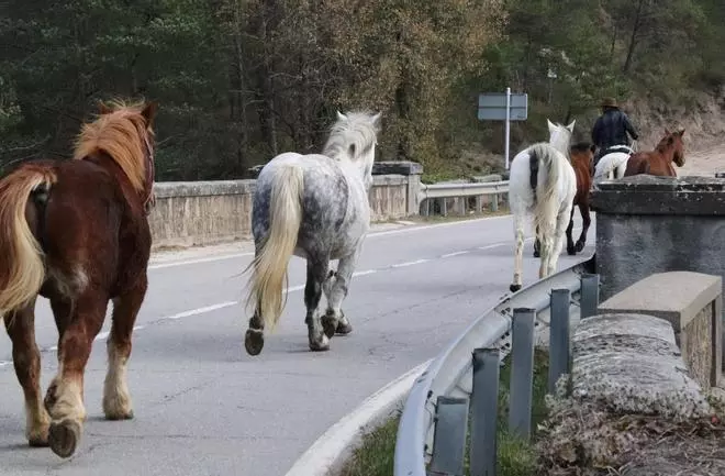 Comença la transhumància de 30 cavalls de la Fundació Miranda cap al Berguedà