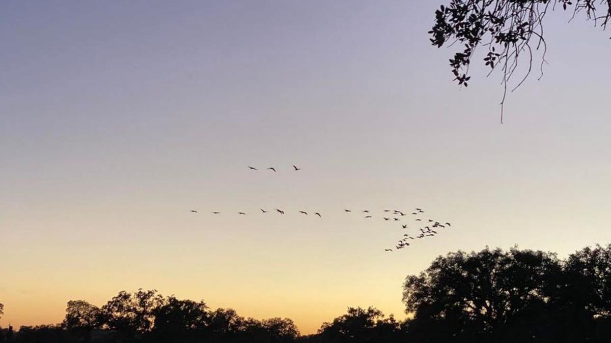 Junto a la forma de vuelo sorprende su trompeteo.