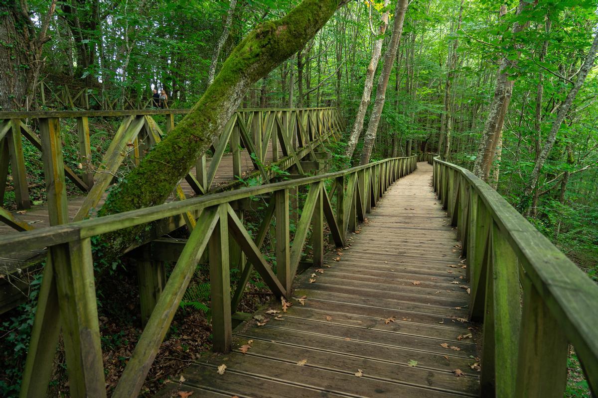 Bosque de secuoyas del Monte Cabezón en Cabezón de la Sal, Cantabria, España