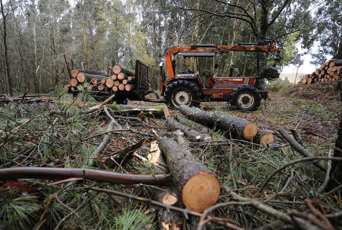 Tala de pinos en una finca de A Bandeira (Silleda), en el pasado mes de enero