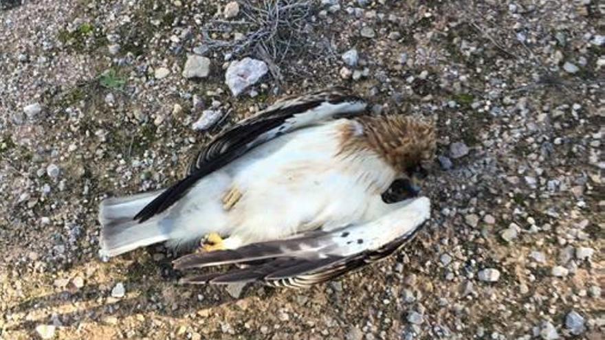El Seprona investiga la muerte por envenenamiento y disparos de tres águilas calzadas en Benejúzar