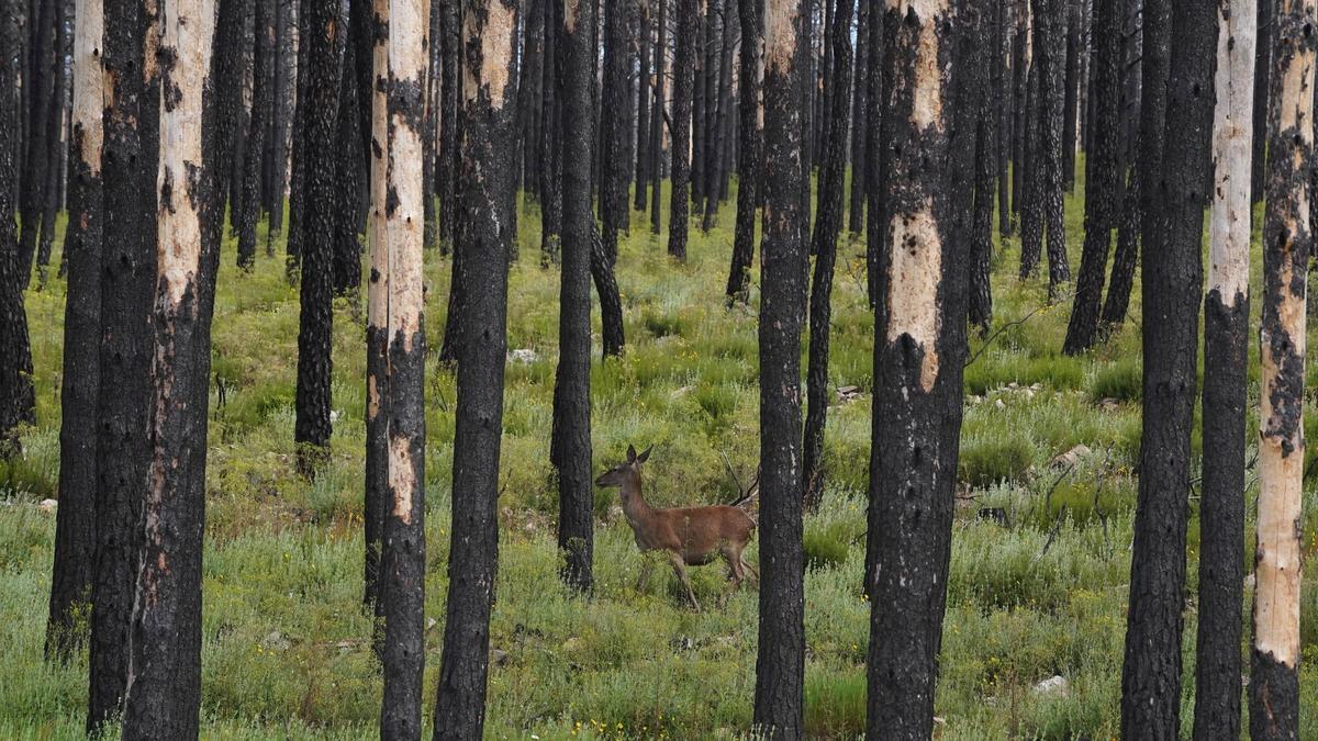 Un ciervo entre un pinar quemado en los incendios de la Sierra de la Culebra