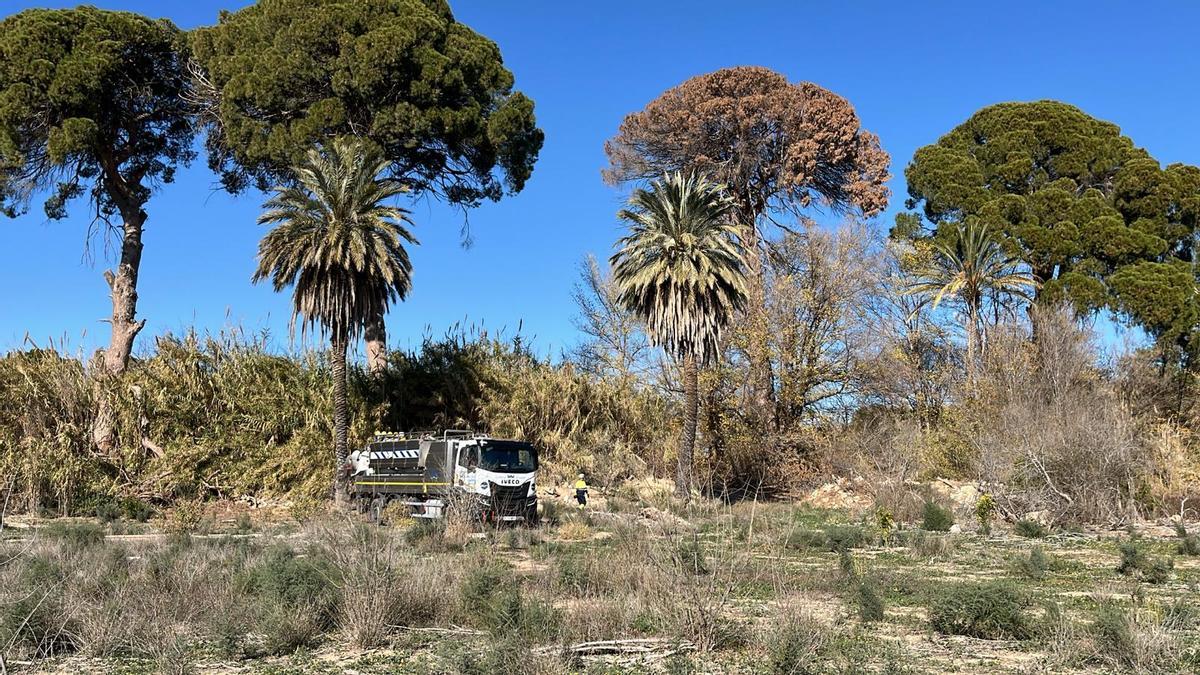 Pinos centenarios de Churra incluidos en el Catálogo de Árboles Monumentales de la Región de Murcia.
