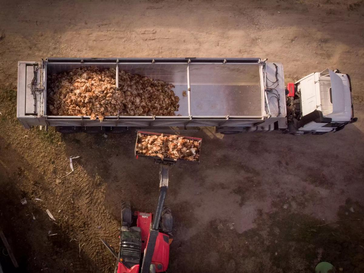 Retirada cientos de gallinas muertas de una macrogranja en Íscar (Valladolid).