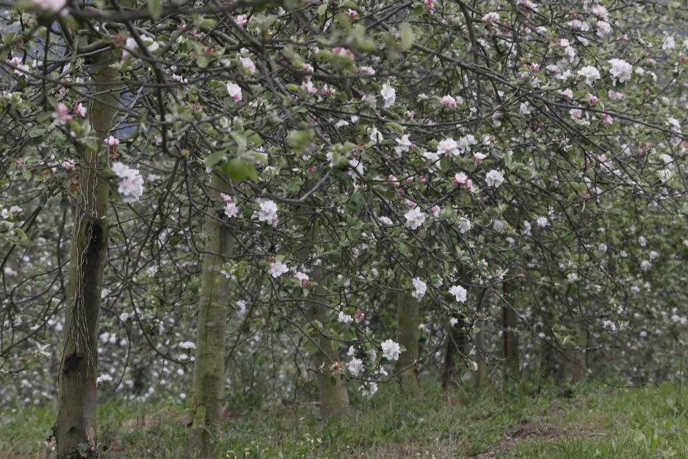 Manzanos en flor en Serín