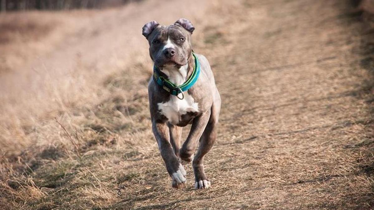 Imagen de recurso de un perro.