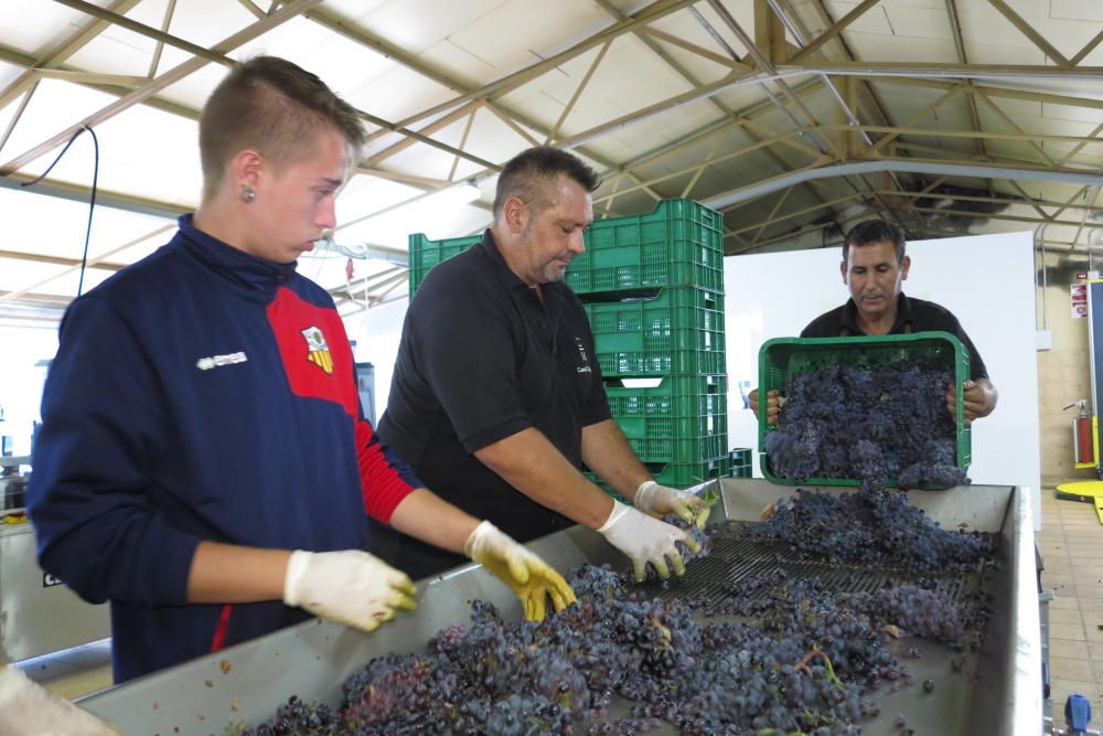 Weinlese auf Mallorca