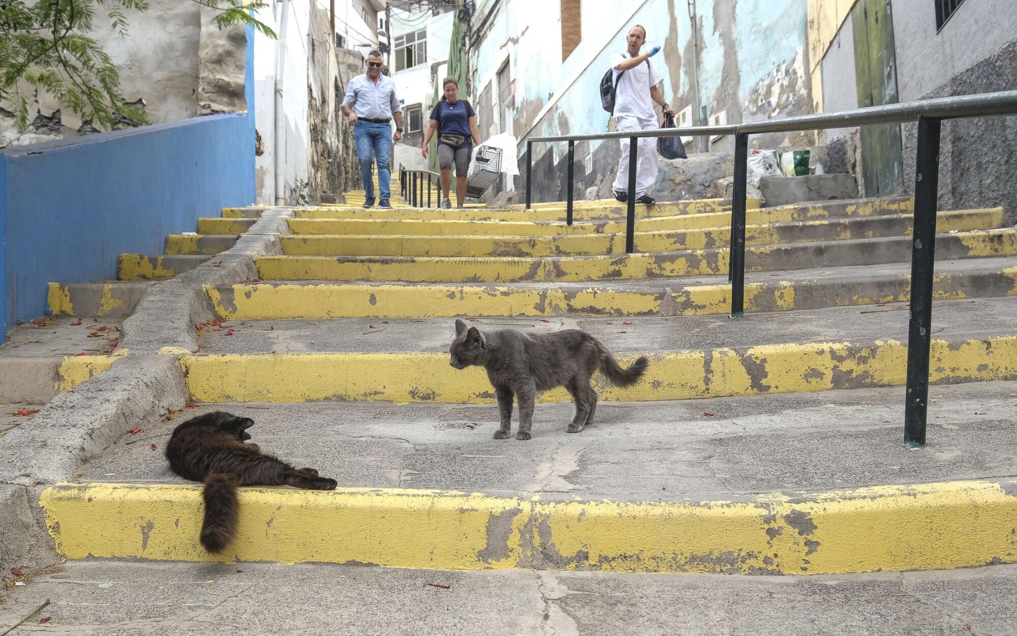 Suelta de gastos castrados en El Risco de San Nicolás