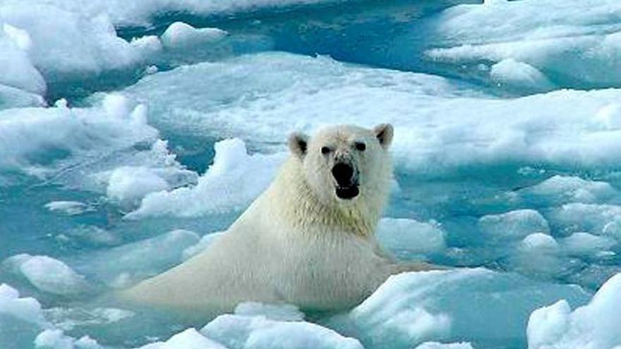 El Polo Norte podría quedarse sin hielo este verano