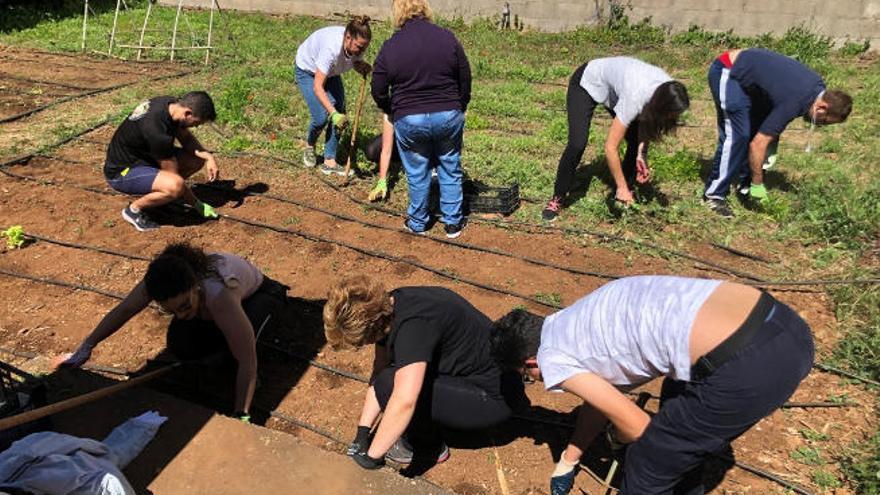 Una de las tres acciones solidarias, realizada en un huerto urbano de La Laguna.