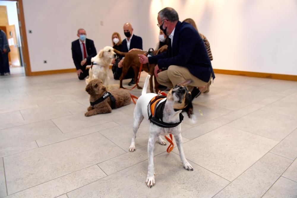 Perros escuderos de víctimas de maltrato