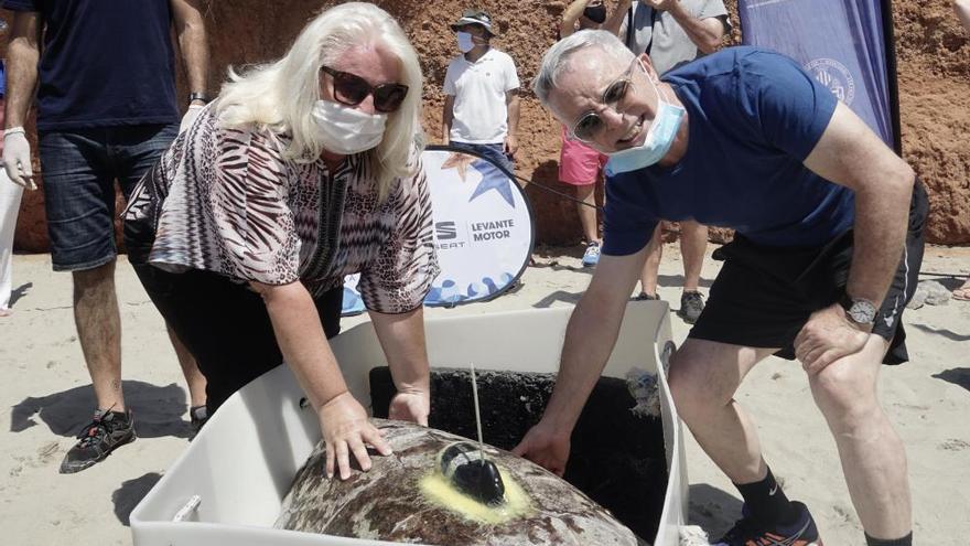 La tortuga Colomera vuelve a la costa valenciana desde Grecia por la misma ruta