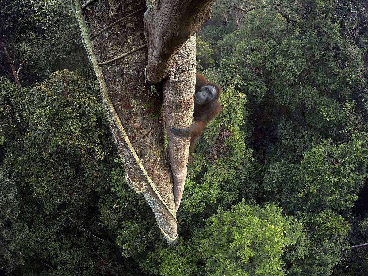 Orangután de Borneo Kalimantan, Borneo (Indonesia).