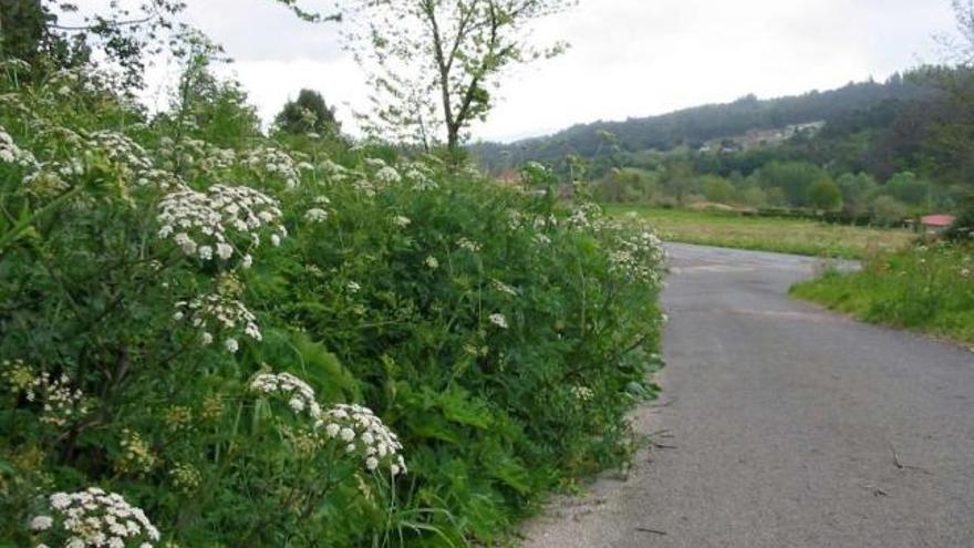 El Bloque incide en que la vegetación invade viales y cunetas.